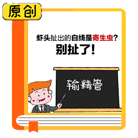 蝦頭扯出的白線是寄生蟲？別扯了！ (3)